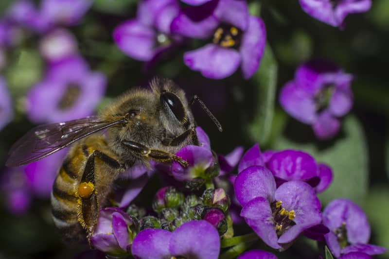 Alyssum