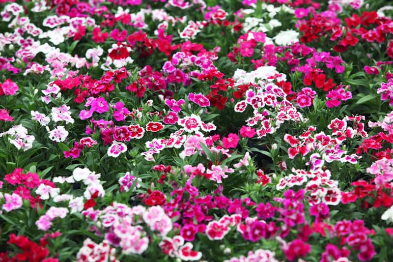 dianthus