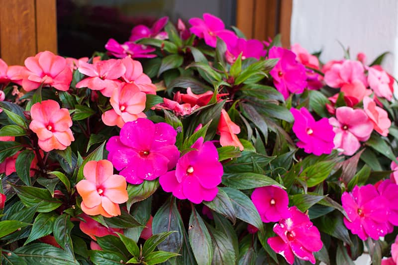 impatiens