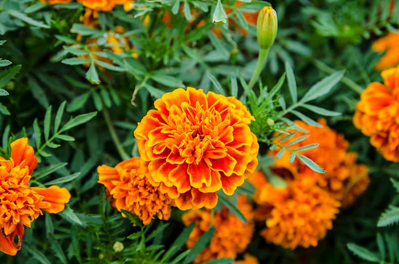 marigolds