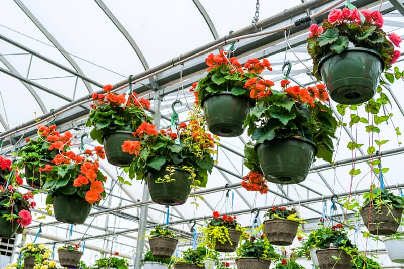 hanging baskets flowers