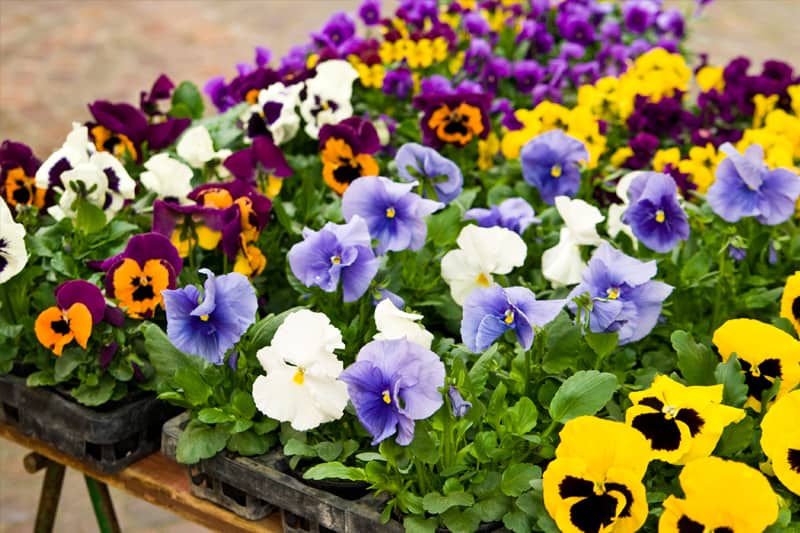 pansies